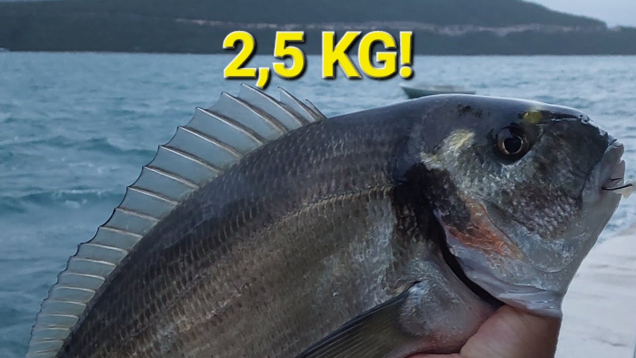 Orada 2,5 kg sa obale – piletina