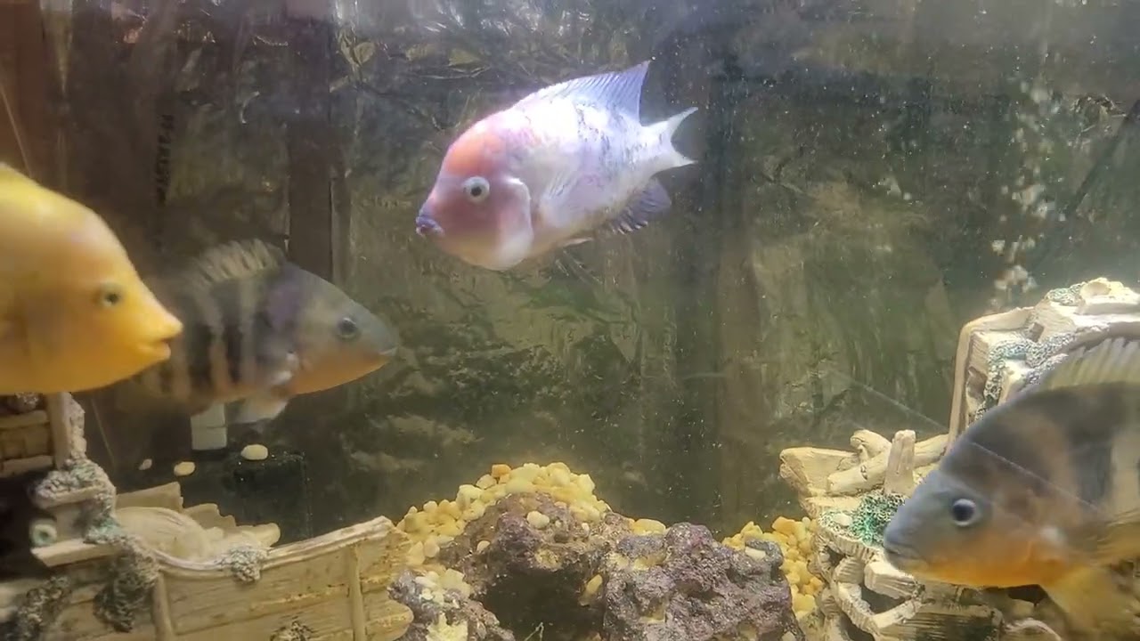 My Marble Fenestratus Son of Sam..