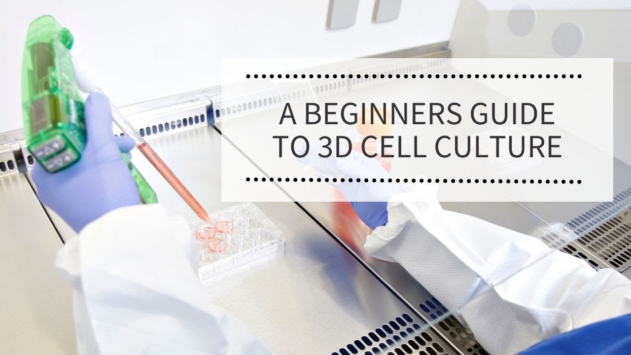 A Beginners Guide to 3D Cell Culture | REPROCELL (Alvetex)