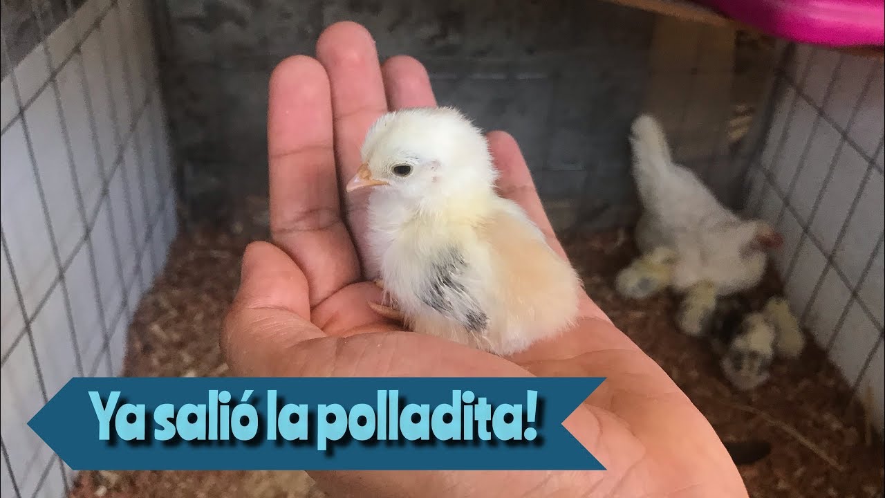Nuevos pollitos de kikirikis en el criadero