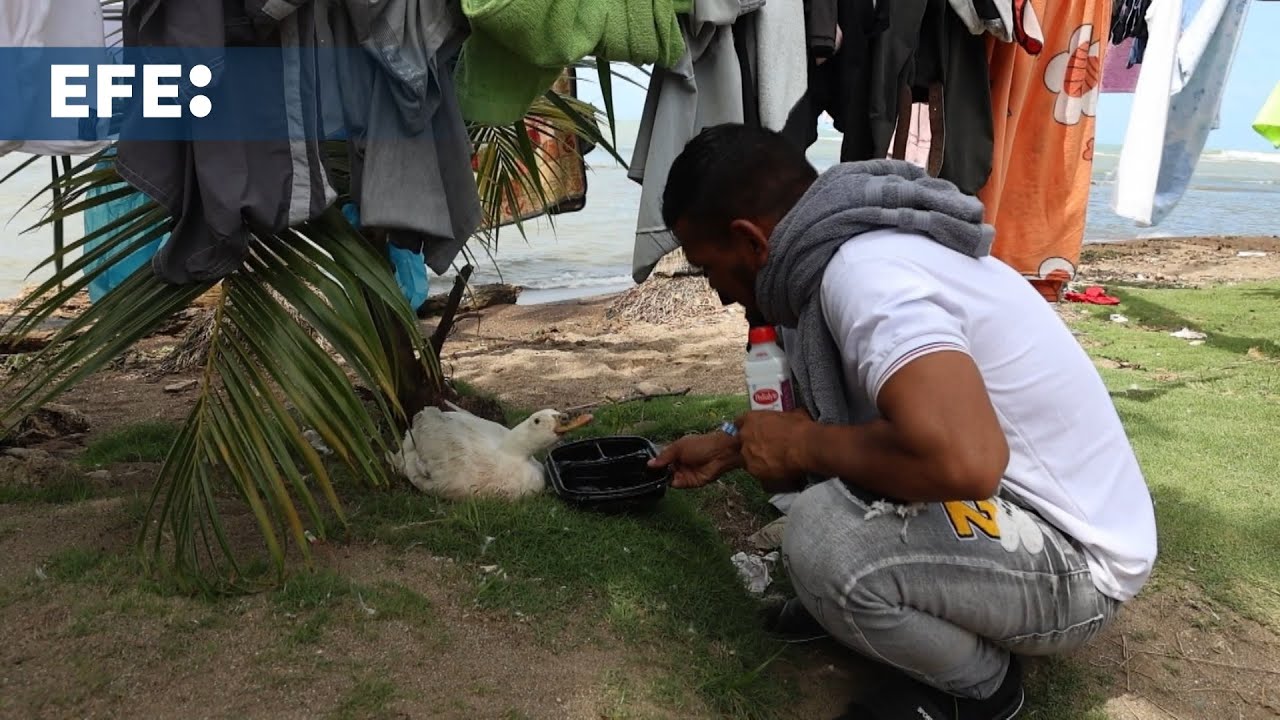 La pata Filomena acompaña a un migrante venezolano en el regreso a su país