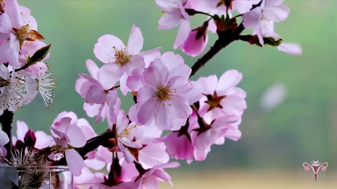 Feminine Spring Energy Meditation | Fertility | Womb & Heart | Blossom