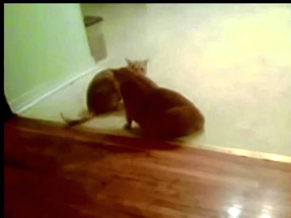 fat cat sumo wrestling