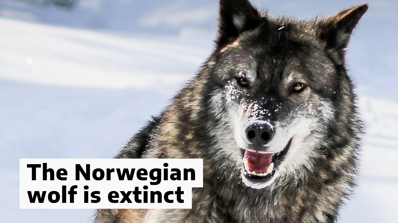 The Norwegian wolf is extinct