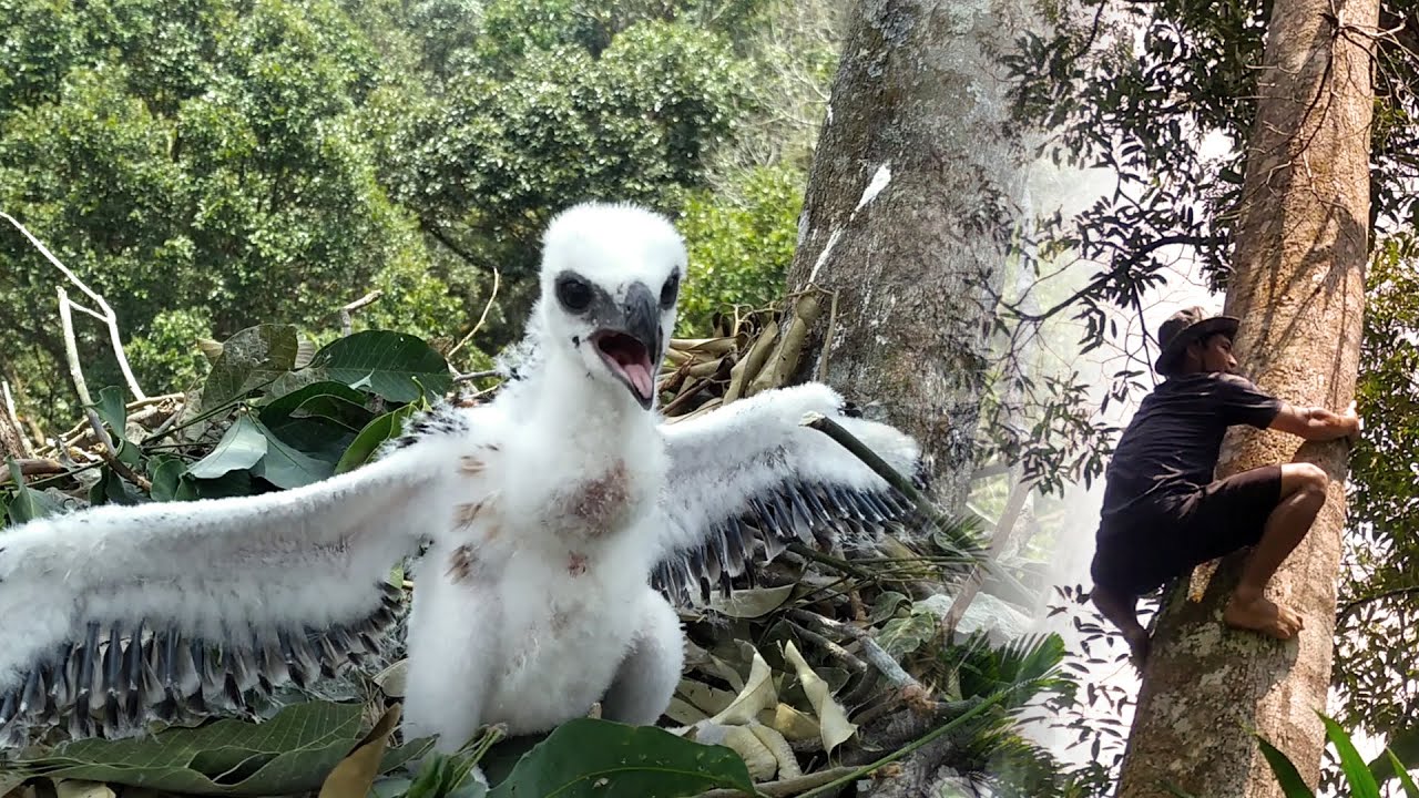 Manjat Pohon Grebek Sarang Burung Elang