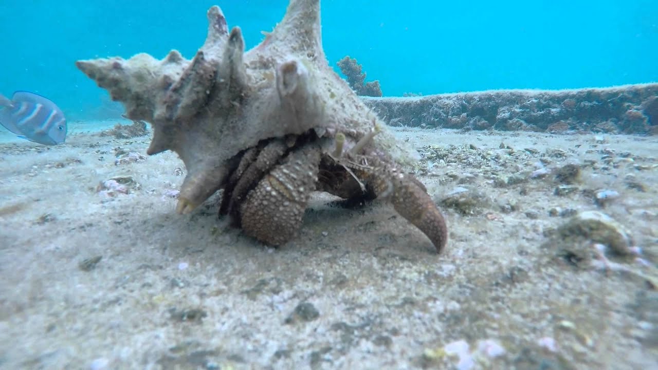 Snorkeling Guadeloupe GOPRO Hero 4