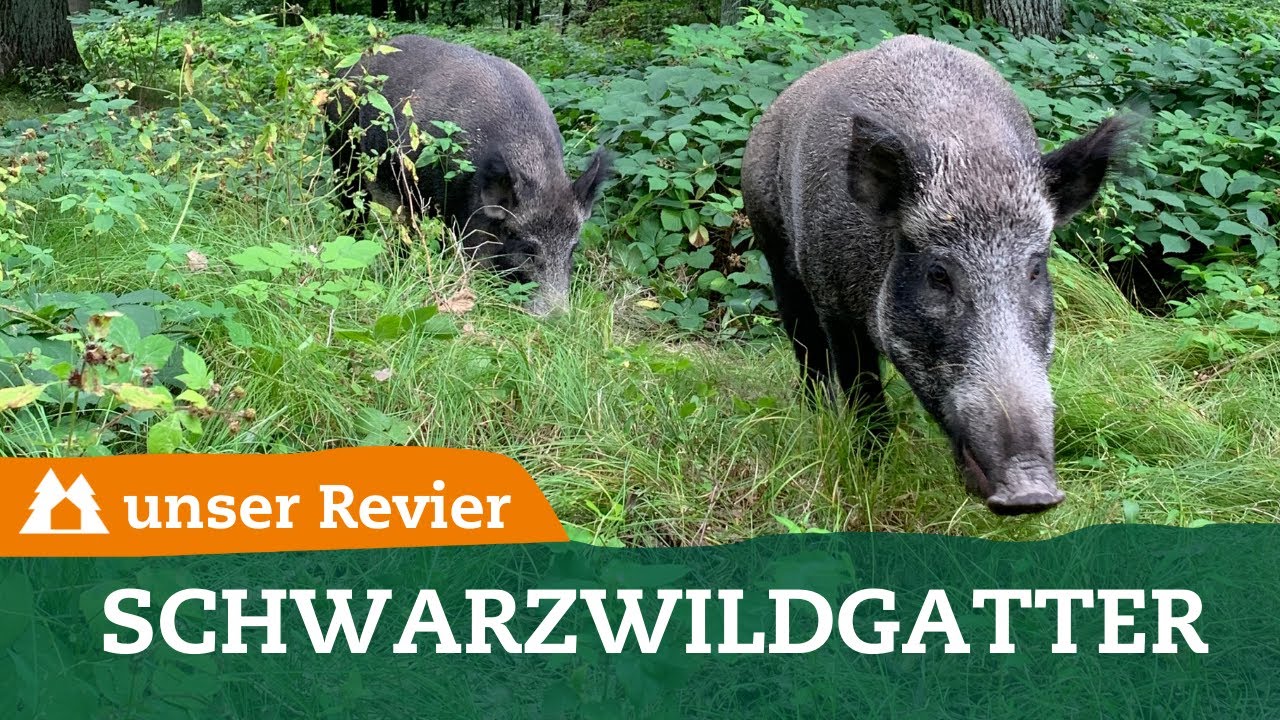 Jagdterrier am Schwarzwildgatter I Jagdhund einarbeiten am Prägungskorridor I Hundeausbildung