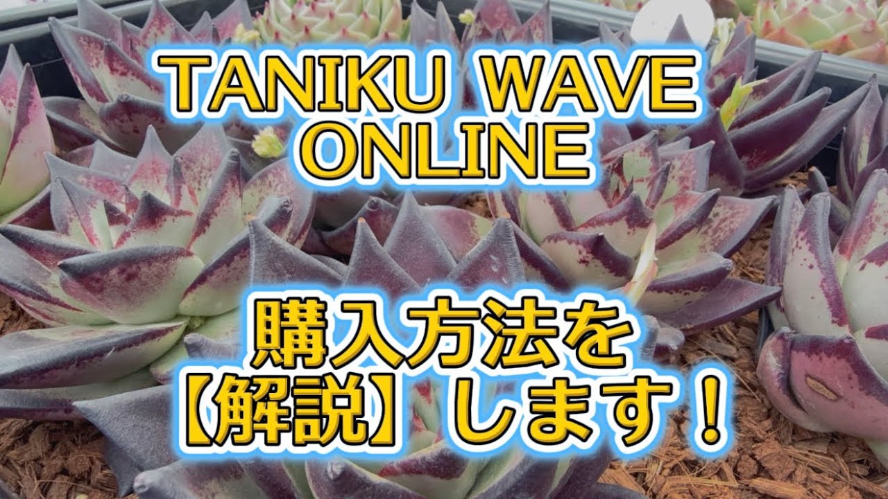【WAVE】までにご準備ください💖購入方式が少し変わるので【購入までを解説】します😌✨【WAVEトリセツ】