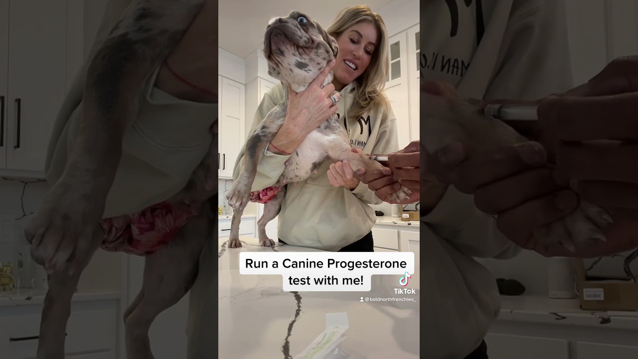 Run a canine progesterone test with me!