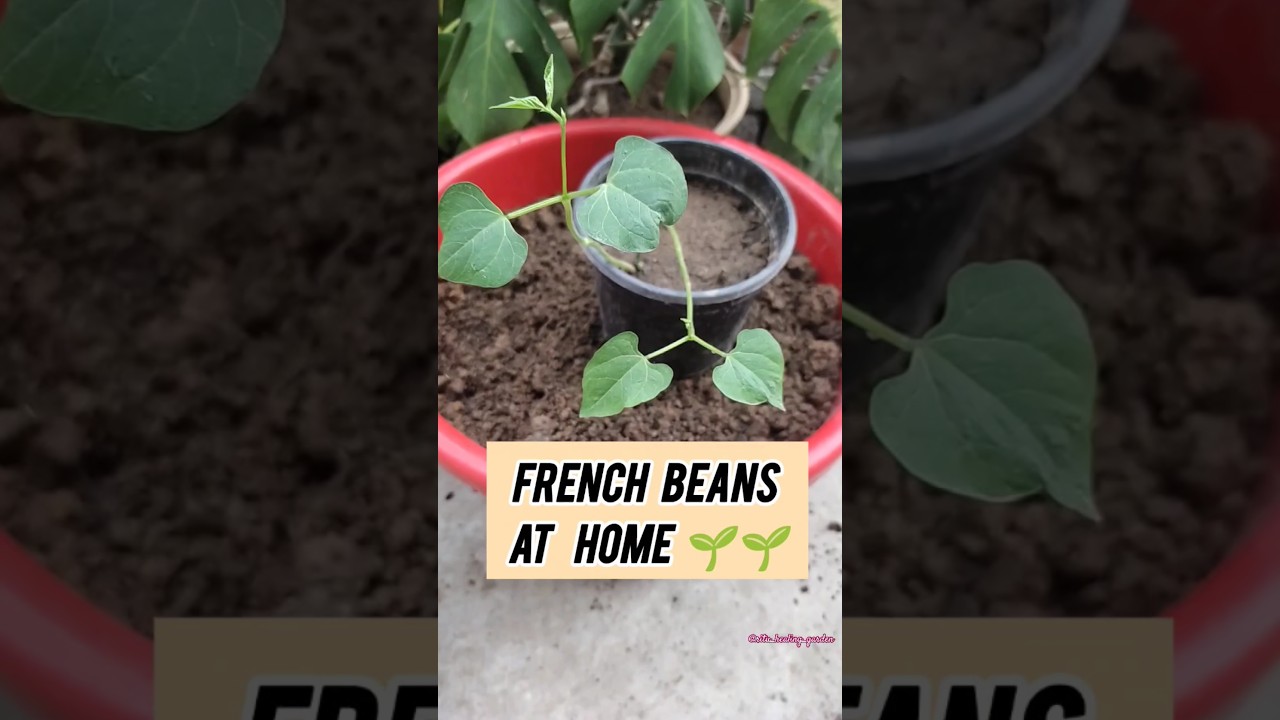 The Secret to Growing French Beans at Home 