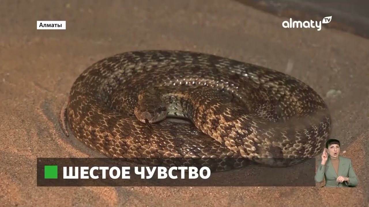 Землетрясение в Алматы: как реагировали животные на надвигающиеся подземные толчки