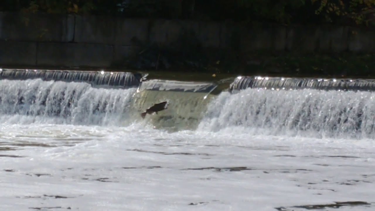 Salmon Run at Etienne Brule Park Toronto 2020