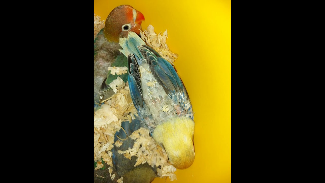 Feathers plucking in chicks by parents پرندوں کا اپنے بچوں کے پروں کو نوچنا۔