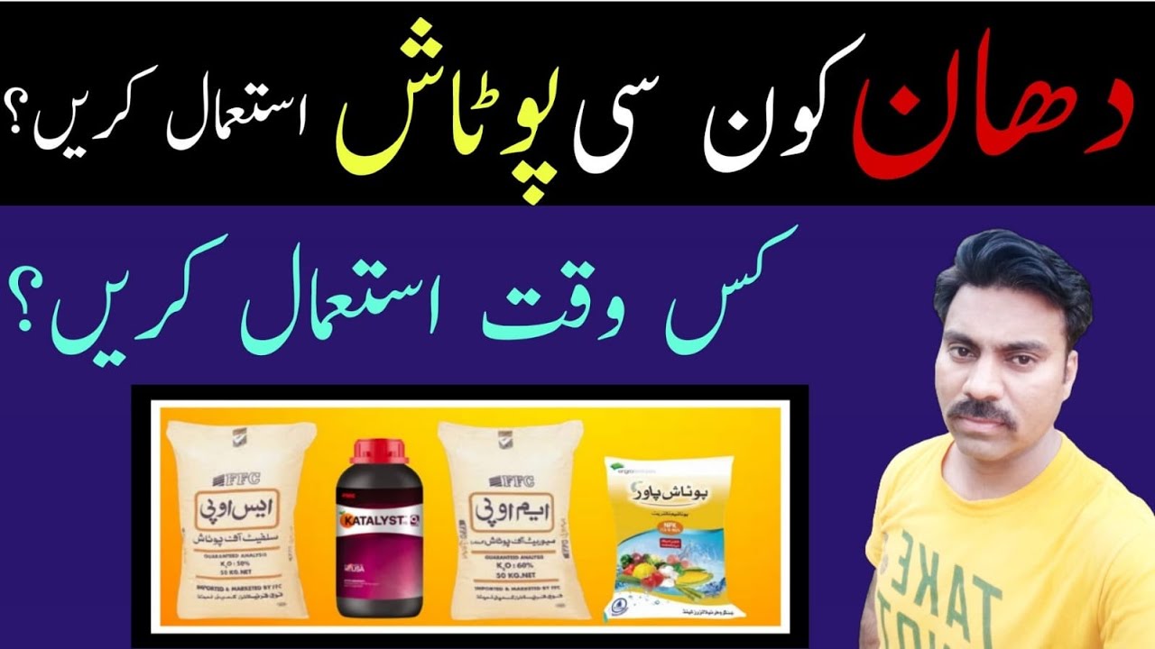 How to use potash fertilizer in rice crop | When to apply potash in paddy field | Abid Ali Agrarian
