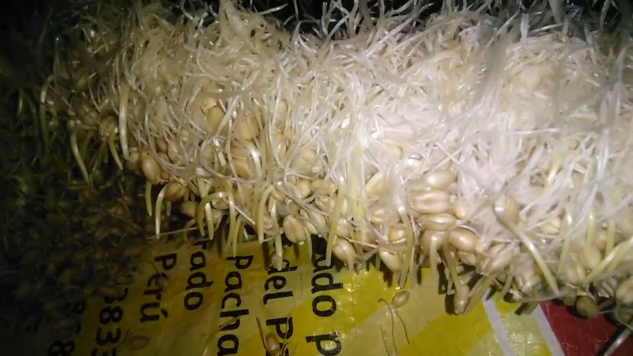 COMO GERMINAR O MALTEAR TRIGO Y CEBADA PARA HACER CHICHA  1era parte
