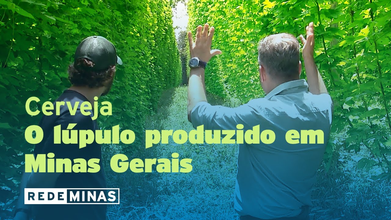 O lúpulo mineiro: cerveja mais fresca e mais barata de produzir