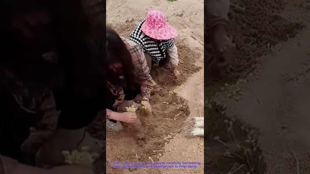 Harvesting Bean Sprouts Grown in River Sand