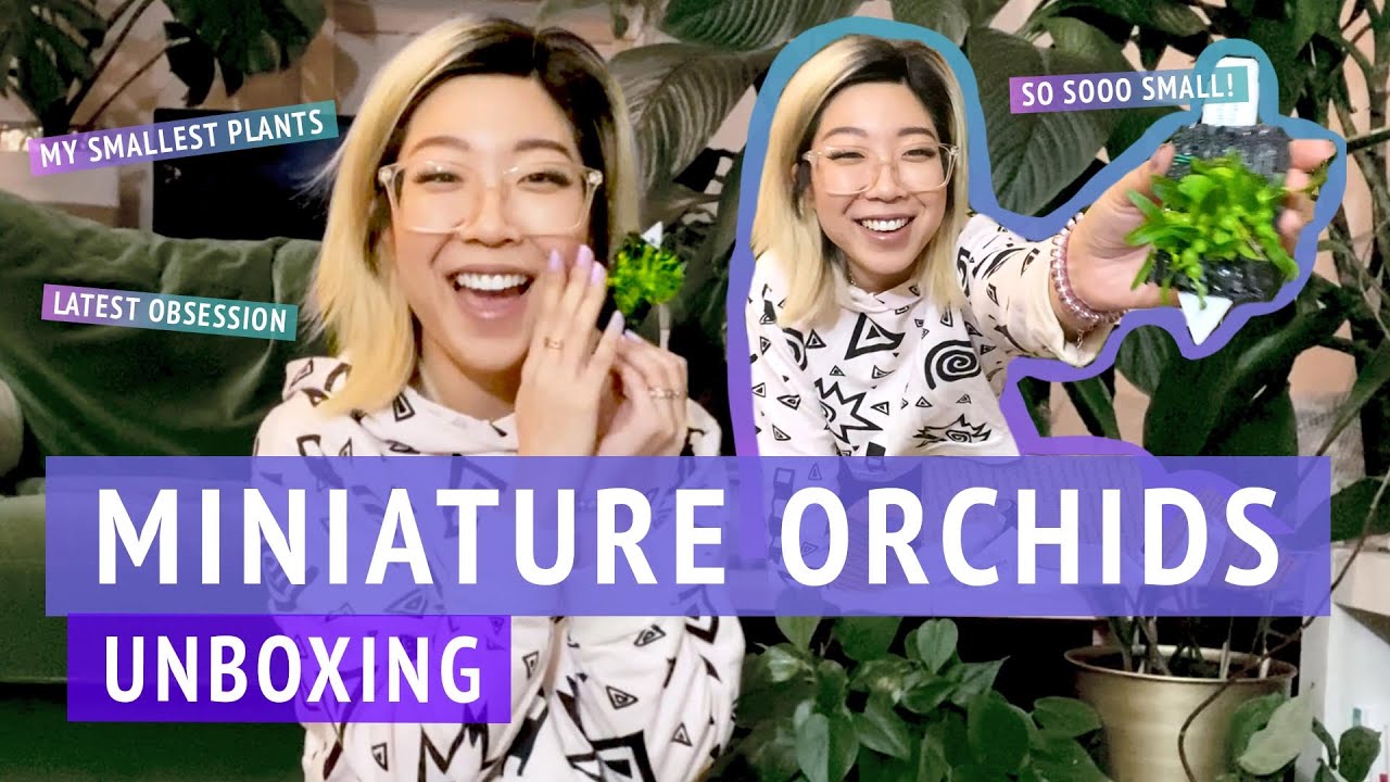 Мои первые орхидеи! РАСПАКОВКА МИНИАТЮРНОЙ ОРХИДЕИ от New World Orchids