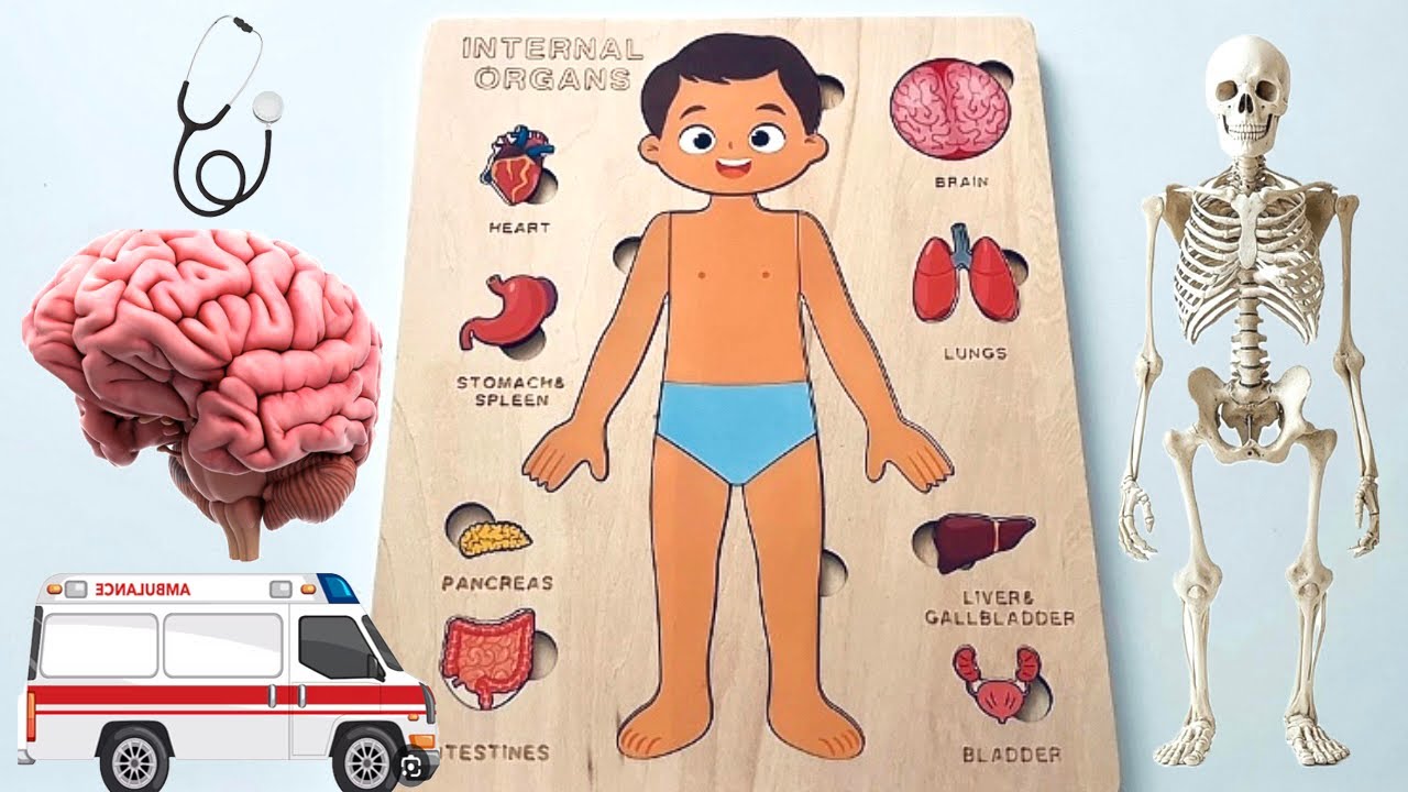 Vid&eacute;o d&rsquo;apprentissage amusante avec des jouets | Puzzle | Le corps humain | Vid&eacute;os &eacute;ducatives