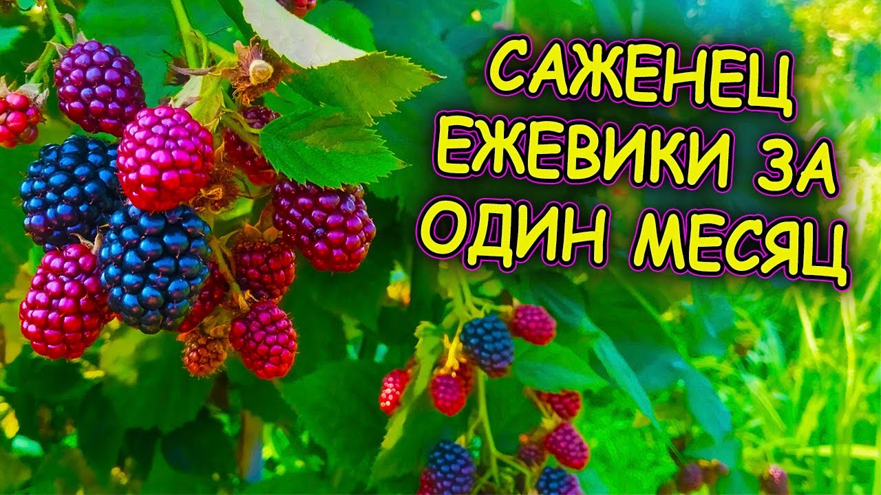 Ежевика размножение летом верхушками молодых побегов за один месяц. Как размножить ежевику.