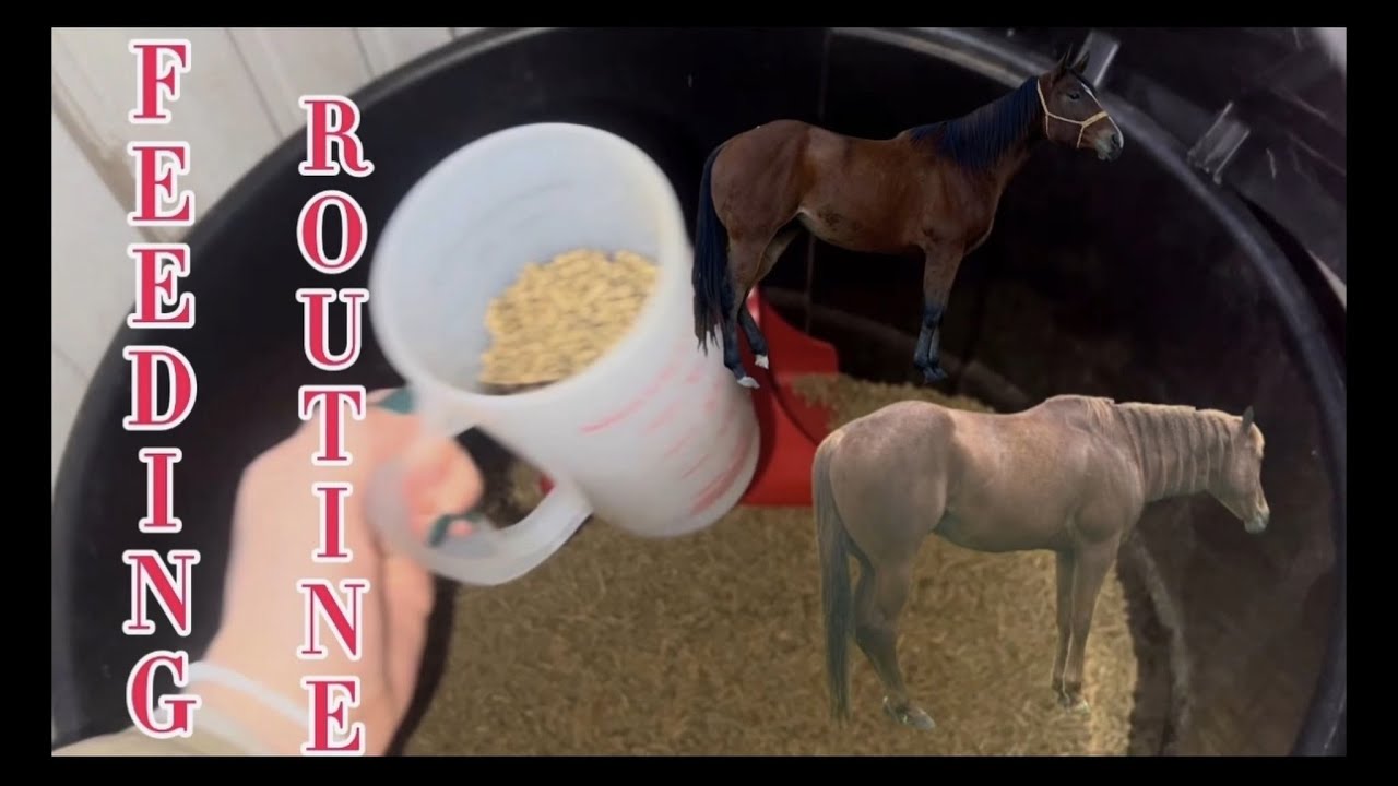 Feeding Routine for the Horses & Goats