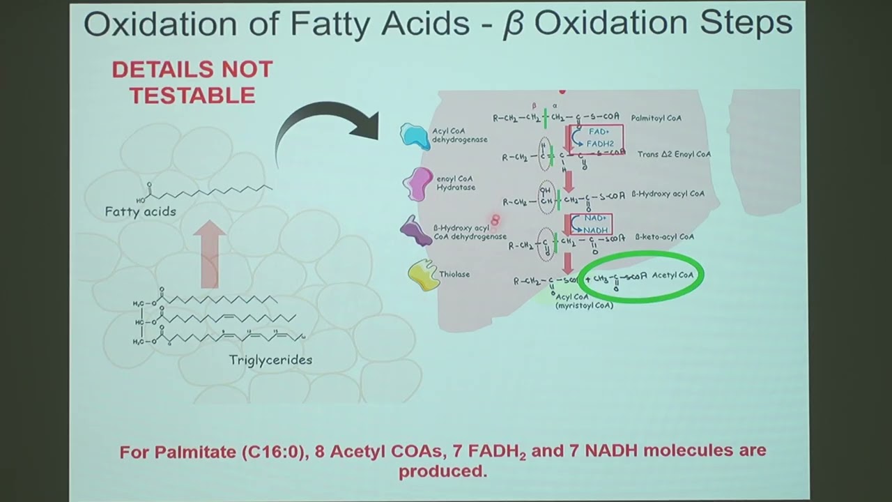 Biochem Lipid & Amino Acid 2 4