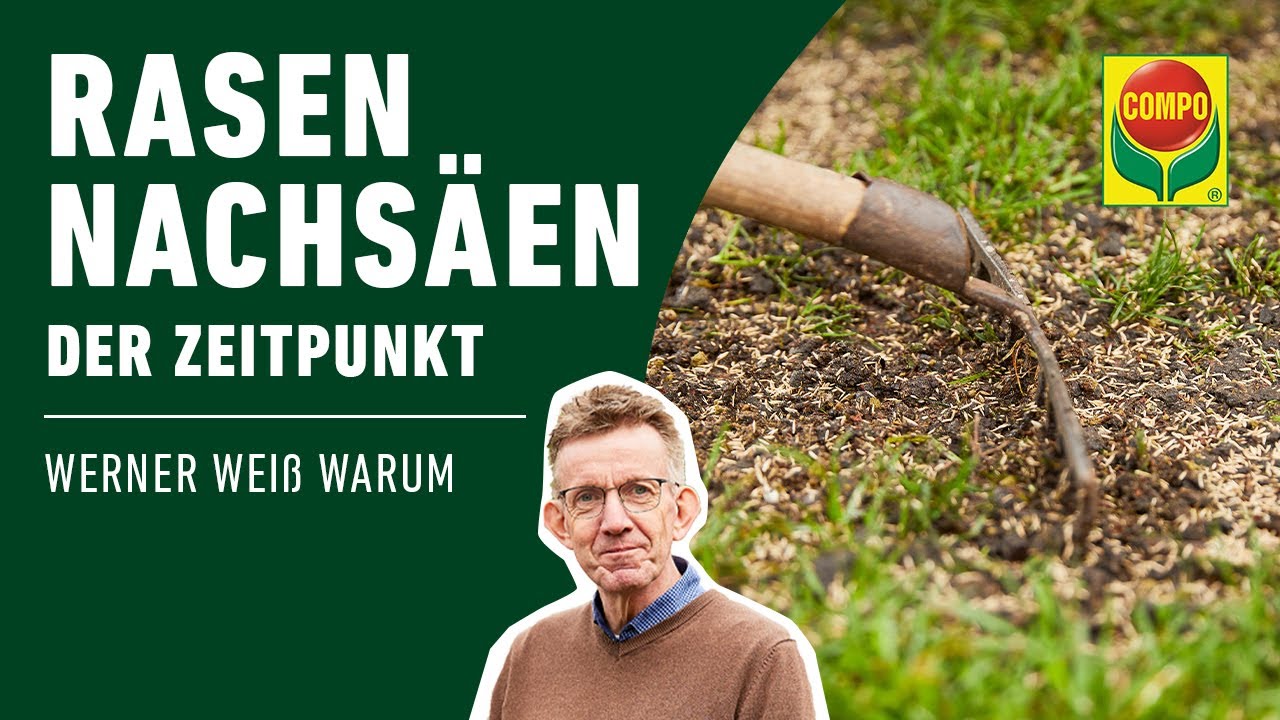 Rasen nachs&auml;en - wann ist der beste Zeitpunkt? | COMPO