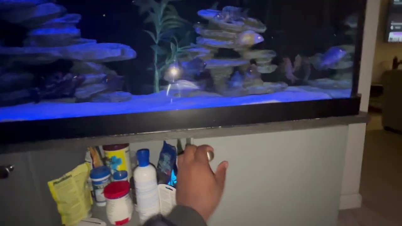 African Cichlid Over Stock Tank! 😳