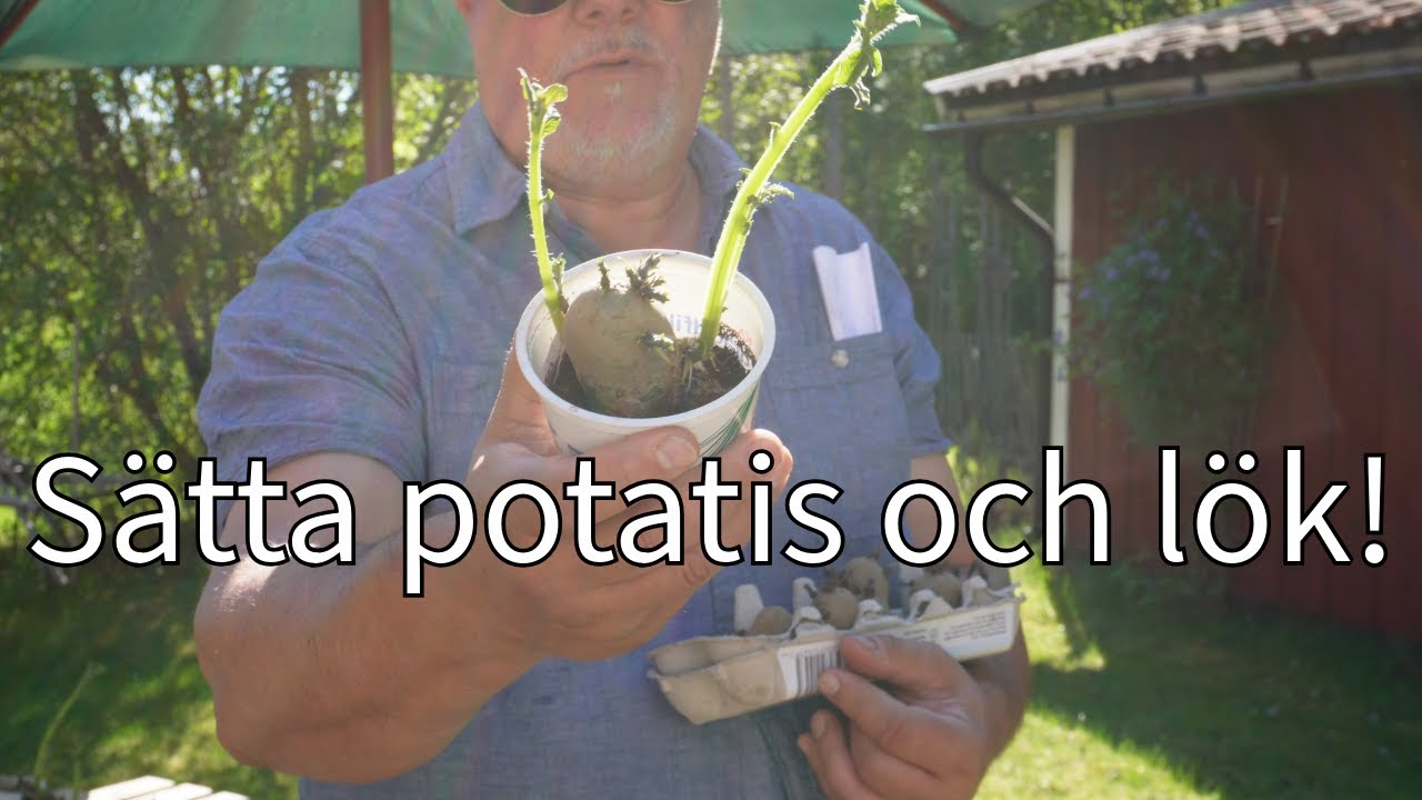 Dags att få potatis och lök i jorden