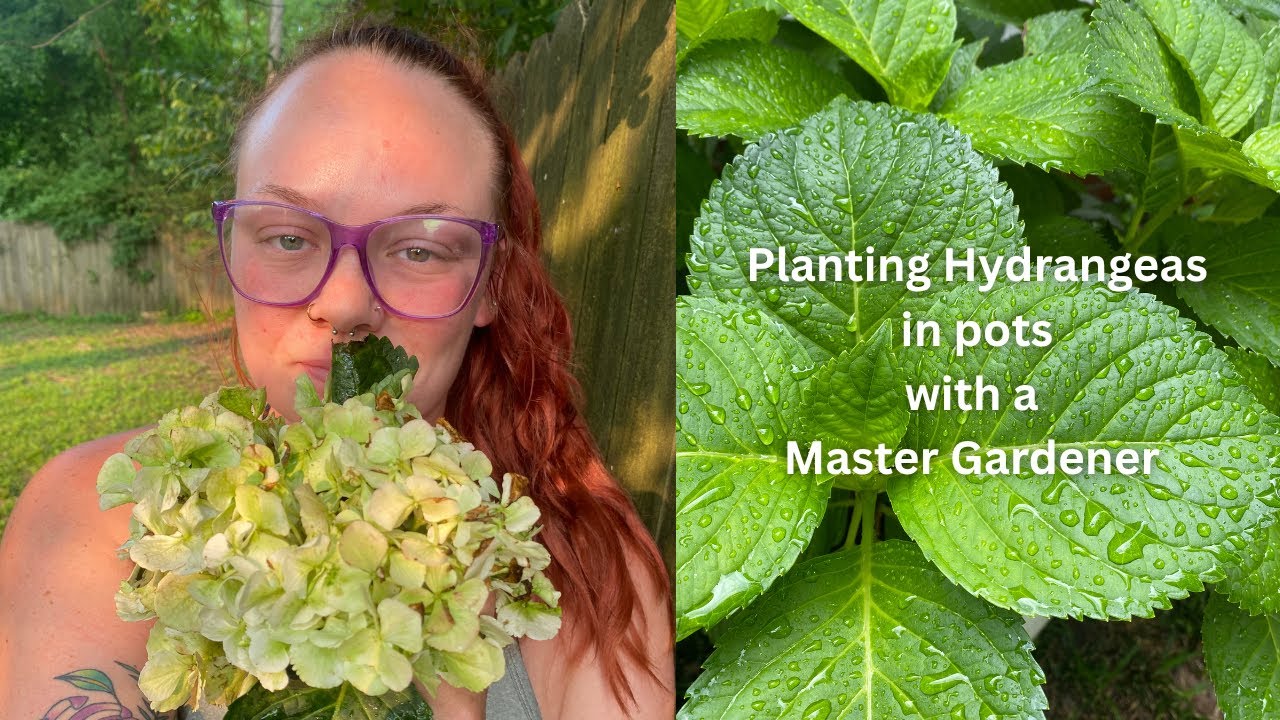 Planting hydrangeas in pots with a Master Gardener