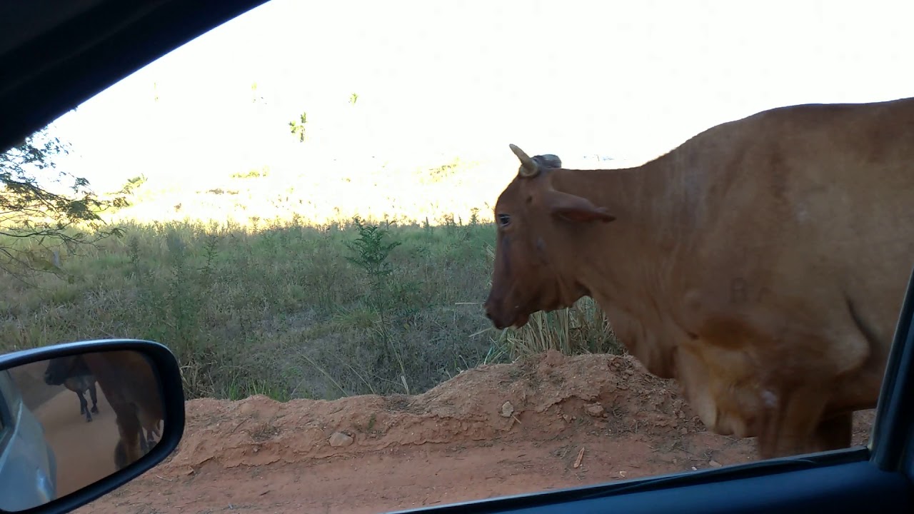 Ordenhando as vacas no curral pela manhã. Fui buscar as vacas do Aurélio no pasto....