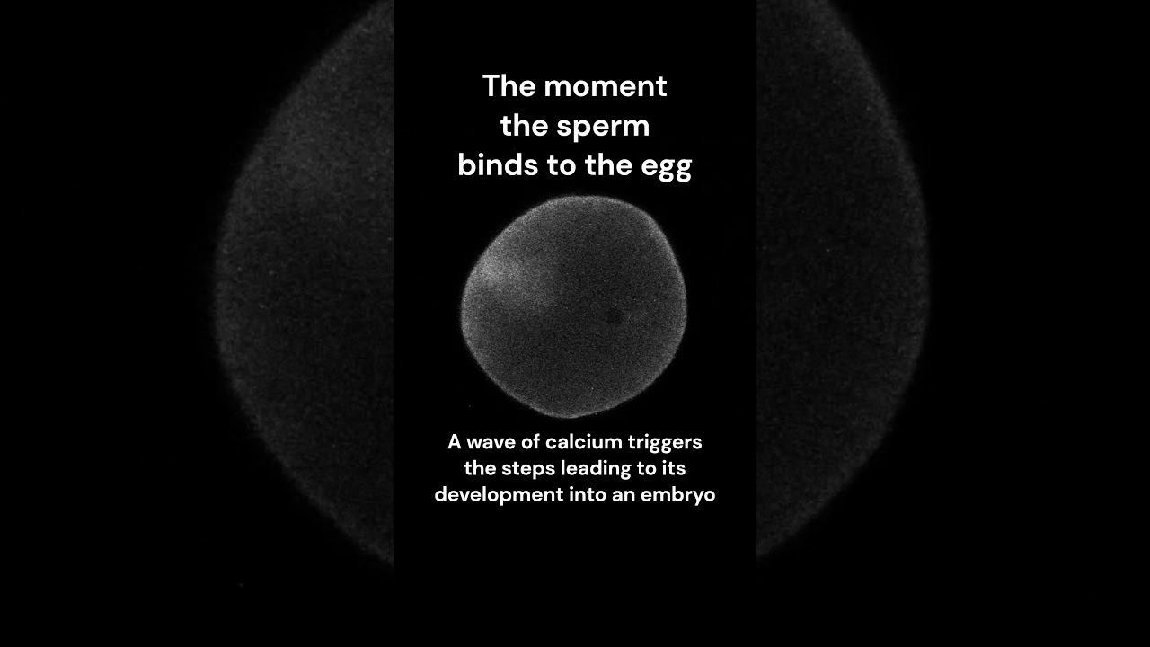 The moment a sperm touches an egg. #fertility #reproduction #fertilization