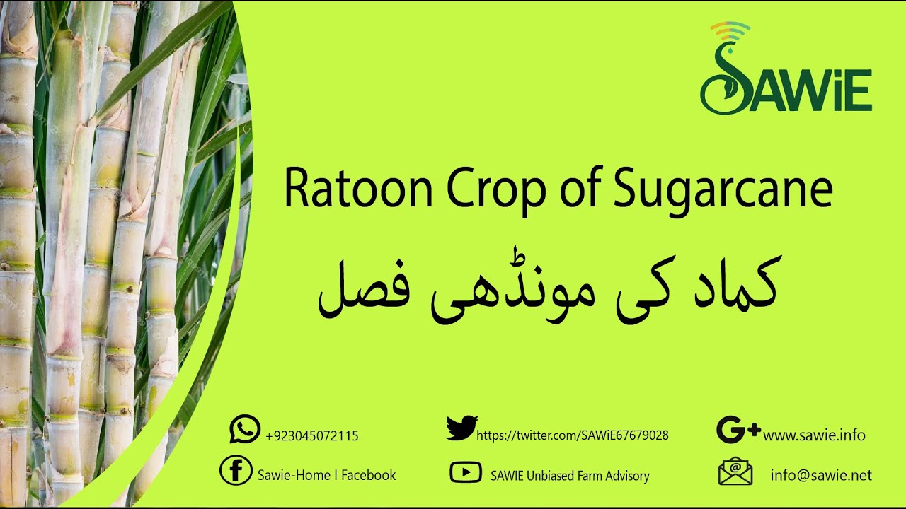 Sugarcane Series | Ratoon Crop of Sugarcane  | کماد کی مونڈھی فصل