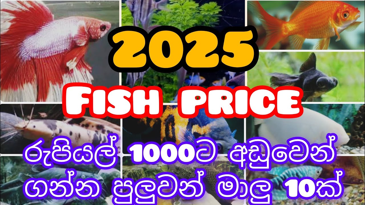 2025 fish price in srilanka / 2025 මාලුන්ගෙ මිල ගනන් #fish #fishprice #2025 #fishvidio