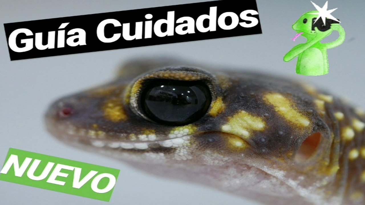 UNDERWOODISAURUS MILII - Cuidados, informaci&oacute;n...