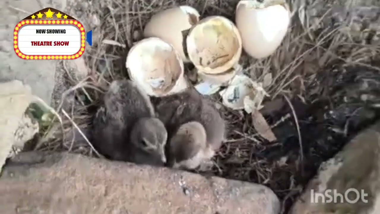 #Forest officials rescue newborn #peafowl chicks from #Ramnagar forest fire.