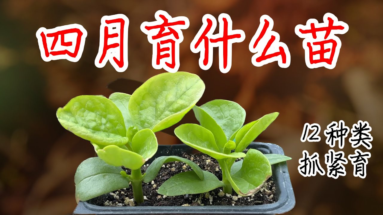 【种植小白必看】4月育哪些苗 12类需在四月份育的苗,包含详细时间点
