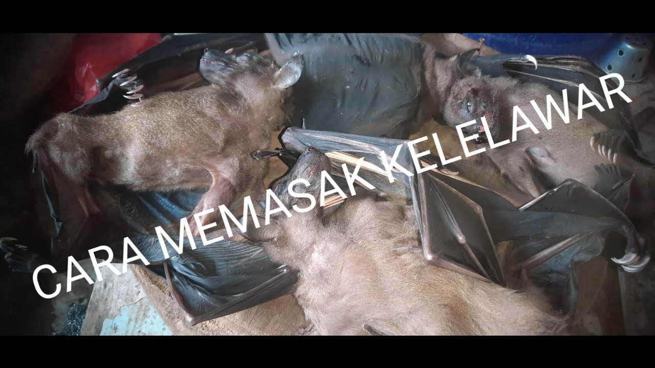 CARA MEMBERSIHKAN DAN MEMASAK KELELAWAR BUAH / PANIKI BUAH.