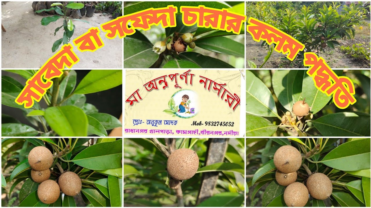 Grafting Process of Sabeda Plant|How to graft Sapota(Chikoo)/Sapodilla|সাবেদা চারা গাছের কলম পদ্ধতি।