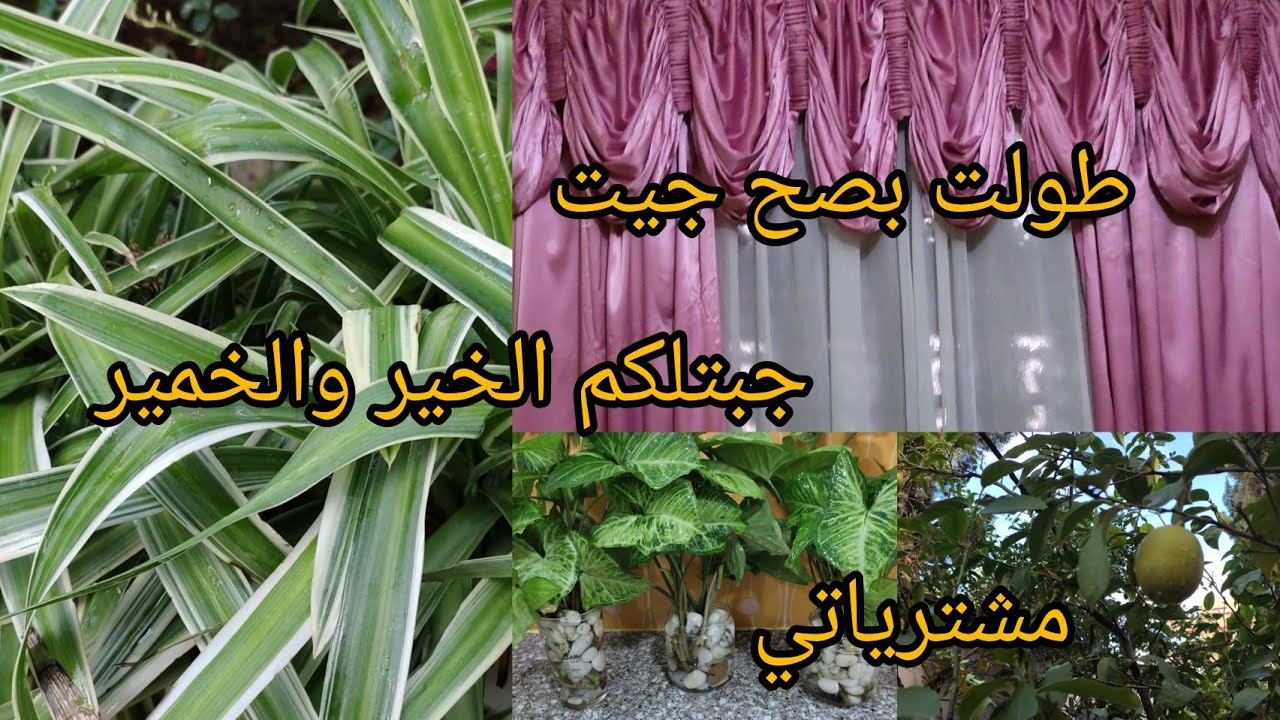 #عالم لابداع فاتي 🇩🇿 بيت نظيف ومرتب دون جهد ولا تعب🫒🫒