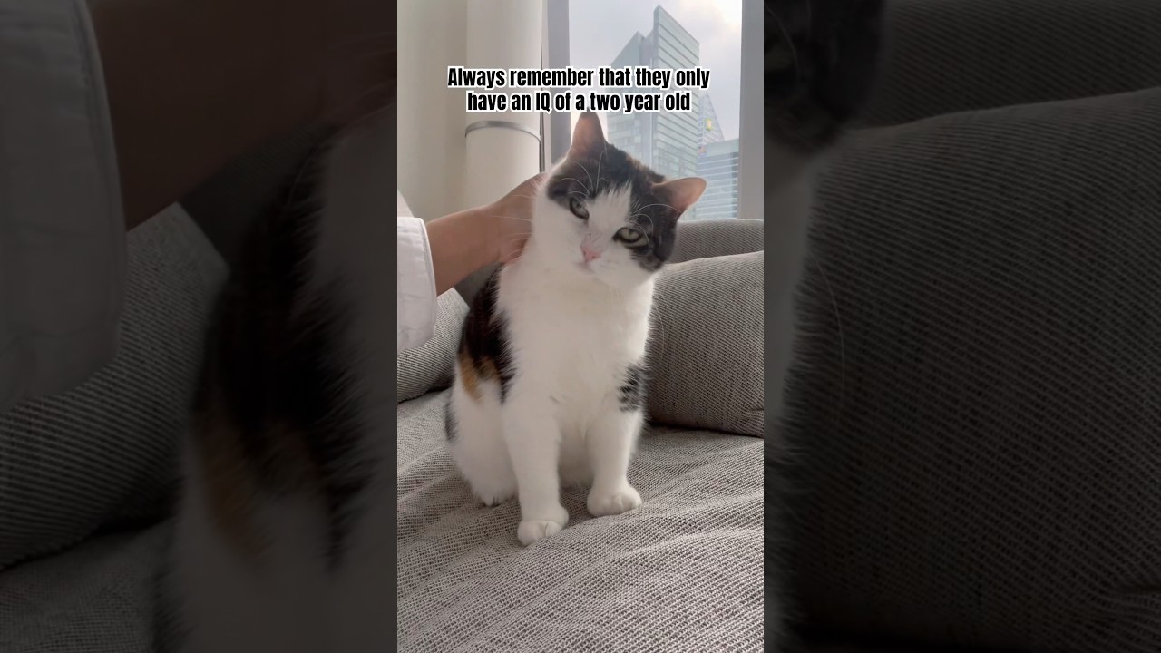 She just wants some unconditional lovey dovey ❤️ 