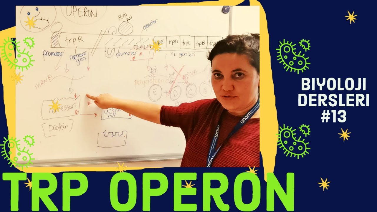 Biyoloji Dersleri #13: trp operon | bakteride gen ifadesi kontrolü