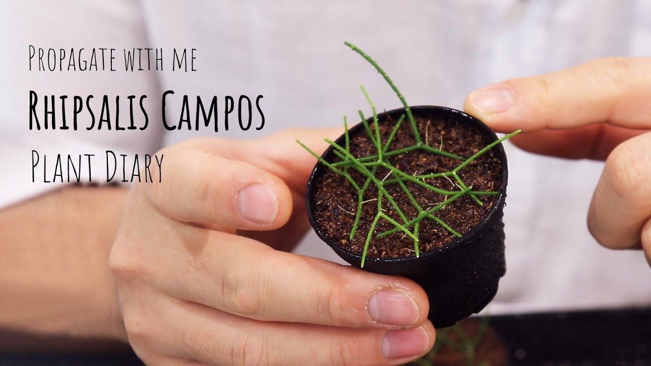 Rhipsalis care and propagation_ Rhipsalis plant jungle cactus cutting propagation experiment