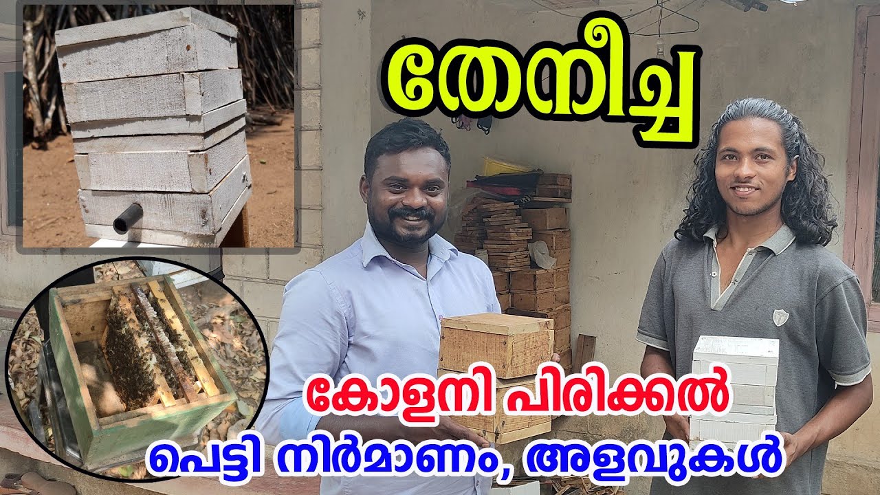 തേനീച്ച കോളനി പിരിക്കൽ എങ്ങനെ നടത്തണ൦ | തേനീച്ച പെട്ടി നിർമാണ൦ അളവുകൾ |  THENEECHA KRISHI MALAYALAM