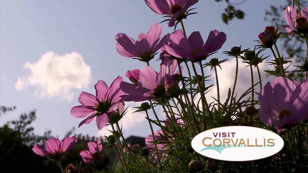 7 Wonders of Corvallis: Marys Peak