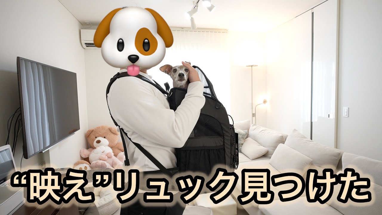 【エアバギー】イタグレにもぴったりのペットリュック発見しました！！！