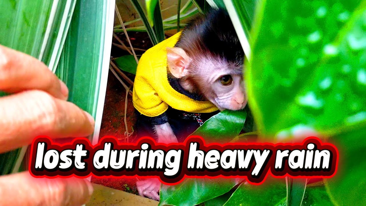 Lost during heavy rain