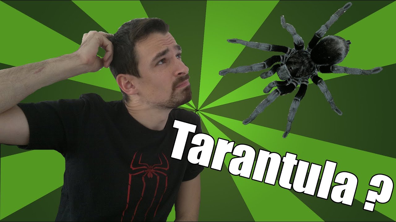 Is a tarantula the right pet for you  | Tarantula pet guide