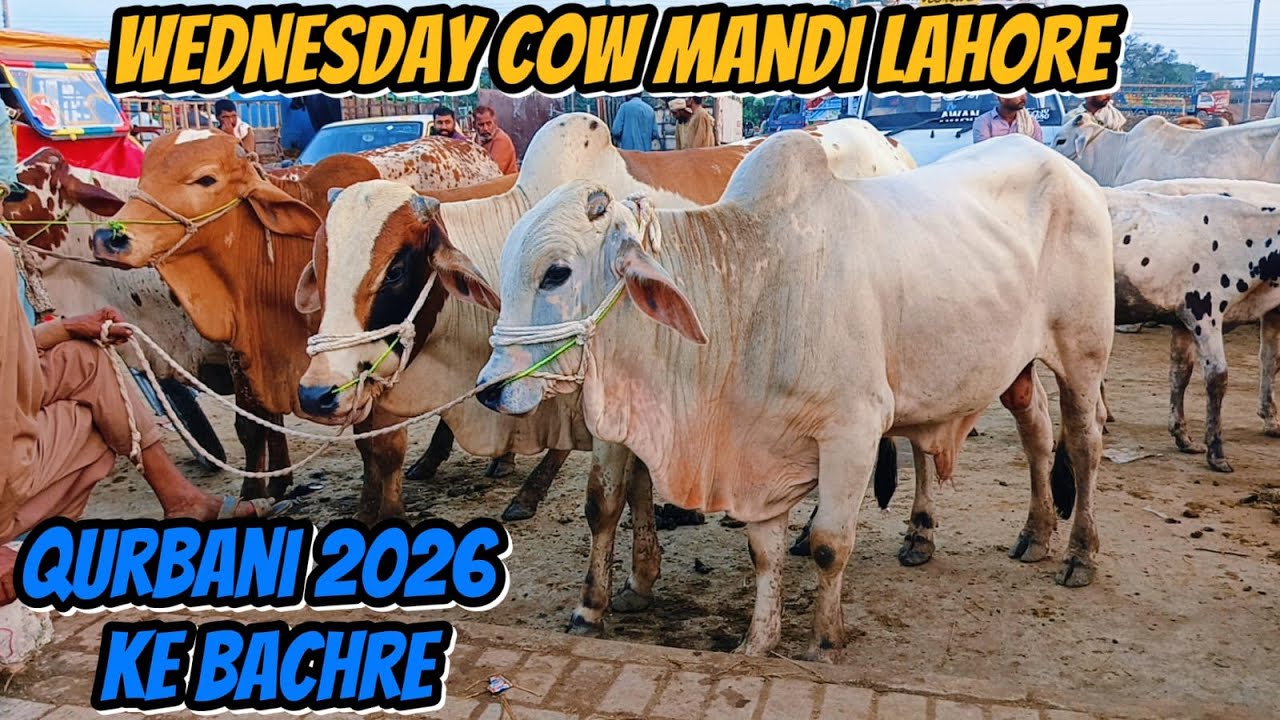 Wednesday Mandi Lahore | Sahiwal Cholistani Bachre | Desi Bachre | Cow Mandi Shahpur Kanjra Lahore