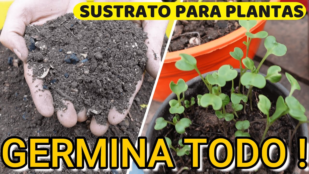 C&oacute;mo Preparar SUSTRATO CASERO para GERMINAR SEMILLAS + R&Aacute;PIDO ⚡🌱 Sustrato para SEMILLEROS